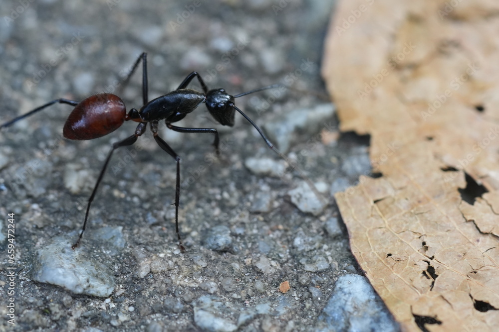 Dinomyrmex gigas, commonly known as the Giant Gliding Ant, is a remarkable species of large predatory ant native to the rainforests of Southeast Asia. |巨型森林螞蟻 Dinomyrmex gigas, commonly known as the Giant Gliding Ant, is a remarkable species of large predatory ant native to the rainforests of Southeast Asia. |巨型森林螞蟻