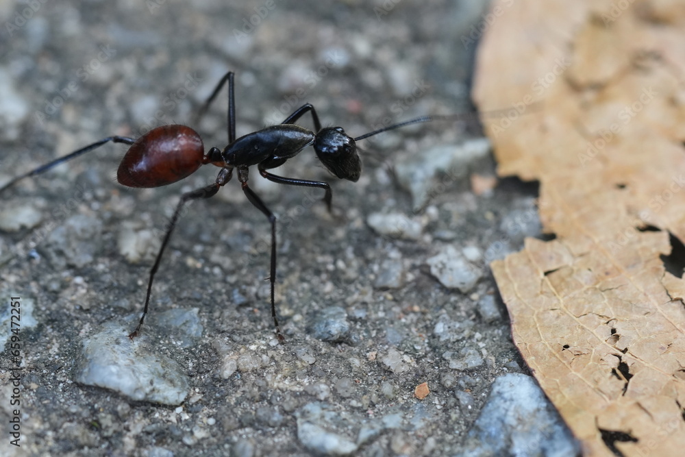 Dinomyrmex gigas, commonly known as the Giant Gliding Ant, is a remarkable species of large predatory ant native to the rainforests of Southeast Asia. |巨型森林螞蟻 Dinomyrmex gigas, commonly known as the Giant Gliding Ant, is a remarkable species of large predatory ant native to the rainforests of Southeast Asia. |巨型森林螞蟻