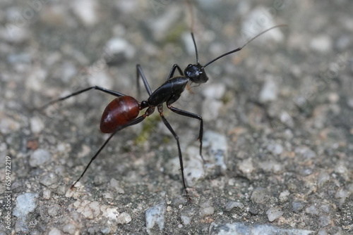 Dinomyrmex gigas、一般的にはジャイアントグライディングアントとして知られる、大型の捕食性アリの驚くべき種で、東南アジアの熱帯雨林に生息しています。 | 巨型森林蟻 (Dinomyrmex gigasu, ippan-teki ni wa jaianto guraidinguanto toshite shirareru, ōgata no hoshokusei ari no odor