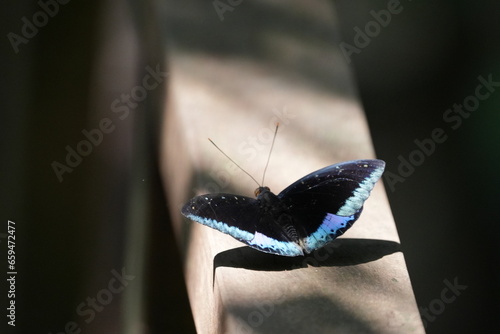 The Black-tipped Archduke (Lexias dirtea) is a species of butterfly belonging to the family Nymphalidae. It is known for its large size and striking coloration.|蝴蝶 photo