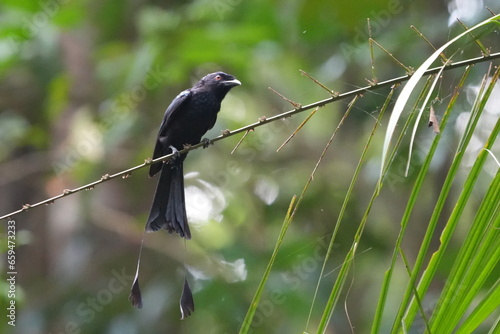 The Greater Racket-tailed Drongo (Dicrurus paradiseus) is a bird species known for its striking appearance and vocalizations. |带箭鸟|长尾姑|大拍卷尾 photo
