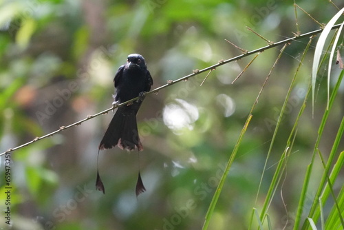 The Greater Racket-tailed Drongo (Dicrurus paradiseus) is a bird species known for its striking appearance and vocalizations. |带箭鸟|长尾姑|大拍卷尾 photo