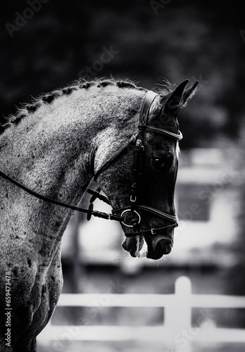 The black-and-white photo captures a portrait of a majestic horse, adorned with a braided mane and a bridle on its face. The horse is participating in equestrian sports competitions. Horseback riding ©  Valeri Vatel