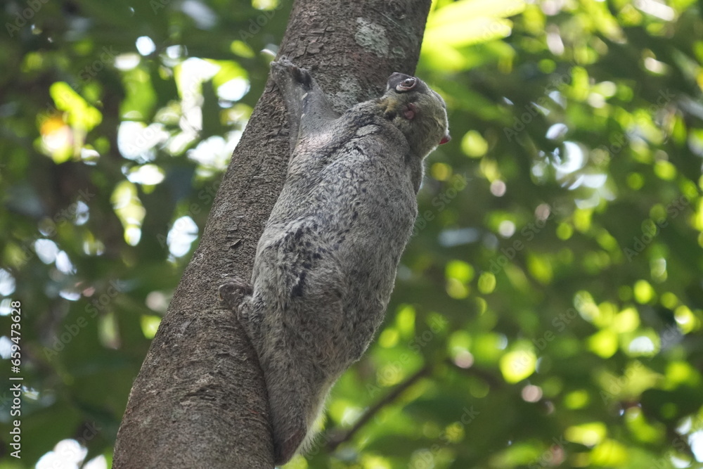 Colugos, also known as flying lemurs (although they are not lemurs and cannot truly fly), are a unique and interesting group of mammals found in Southeast Asia. |鼯猴