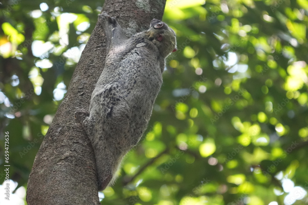 Colugos, also known as flying lemurs (although they are not lemurs and cannot truly fly), are a unique and interesting group of mammals found in Southeast Asia. |鼯猴 Colugos, also known as flying lemurs (although they are not lemurs and cannot truly fly), are a unique and interesting group of mammals found in Southeast Asia. |鼯猴
