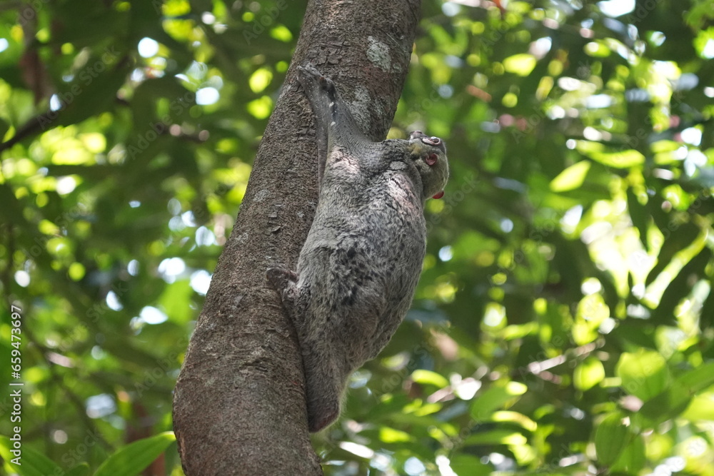 Colugos, also known as flying lemurs (although they are not lemurs and cannot truly fly), are a unique and interesting group of mammals found in Southeast Asia. |鼯猴 Colugos, also known as flying lemurs (although they are not lemurs and cannot truly fly), are a unique and interesting group of mammals found in Southeast Asia. |鼯猴