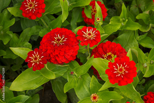 Fotografi A close-up of a red zinnia flower growing in a garden bed