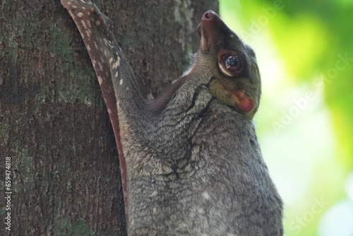 Colugos  also known as flying lemurs  although they are not lemurs and cannot truly fly   are a unique and interesting group of mammals found in Southeast Asia.        