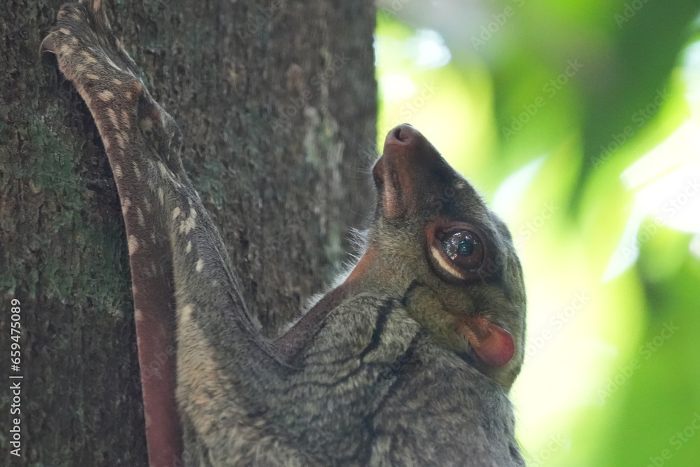 Colugos, also known as flying lemurs (although they are not lemurs and cannot truly fly), are a unique and interesting group of mammals found in Southeast Asia. |鼯猴 Colugos, also known as flying lemurs (although they are not lemurs and cannot truly fly), are a unique and interesting group of mammals found in Southeast Asia. |鼯猴