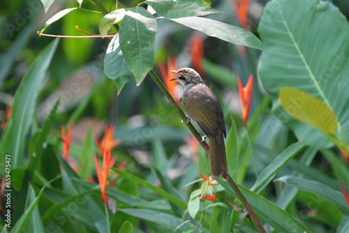 The Straw-headed Bulbul (Pycnonotus zeylanicus) is a species of songbird found in Southeast Asia. It is known for its striking appearance, with a straw-yellow head and a black mask.|黄冠鹎 photo