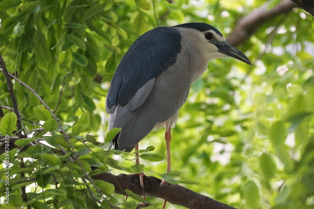 The Black-crowned Night Heron (Nycticorax nycticorax) is a medium-sized heron species known for its striking appearance and primarily nocturnal habits.|夜鷺 The Black-crowned Night Heron (Nycticorax nycticorax) is a medium-sized heron species known for its striking appearance and primarily nocturnal habits.|夜鷺