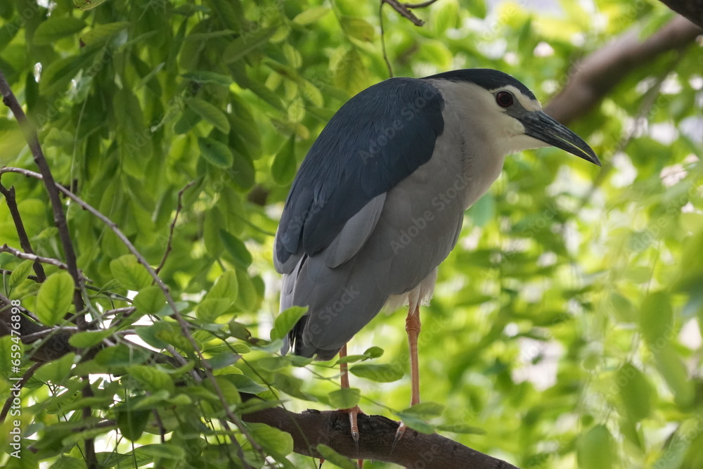 Fototapeta premium 검은관밤왜가리 (Nycticorax nycticorax)는 눈에 띄는 외모와 주로 야행성 습성으로 알려진 중형 왜가리 종입니다