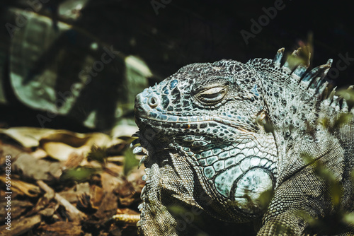 Portrait d'un magnifique iguane vert dans un vivarium © PicsArt