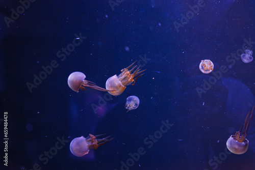 Fototapeta Naklejka Na Ścianę i Meble -  underwater photography of beautiful flame jellyfish rhopilema esculentum