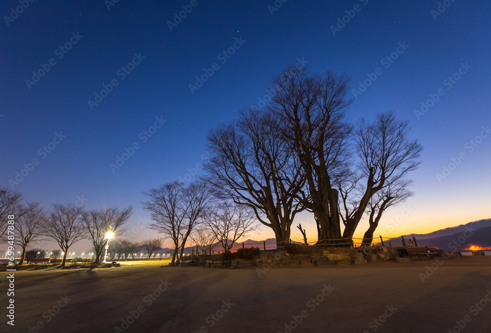large tree in Winter in Dumulmeori, Yangpyeong, South Korea. large tree in Winter in Dumulmeori, Yangpyeong, South Korea.