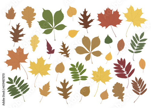 Large set of 31 autumn leaves. Colored leaves from different types of trees isolated on a white background. © Julia Laime