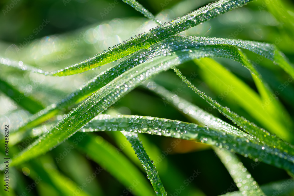 Dew or rain drops on blades of bright green gras. Macro close up in a wet meadow in Tübingen, Germany. Summer morning sunlight reflected by the lenticular drops on the curved and bent haulms. Dew or rain drops on blades of bright green gras. Macro close up in a wet meadow in Tübingen, Germany. Summer morning sunlight reflected by the lenticular drops on the curved and bent haulms.