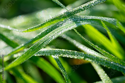 Dew or rain drops on blades of bright green gras. Macro close up in a wet meadow in Tübingen, Germany. Summer morning sunlight reflected by the lenticular drops on the curved and bent haulms. 