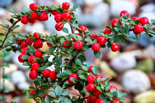 Red berries on a Cotoneaster plant in full bloom in early fall in southern Michigan