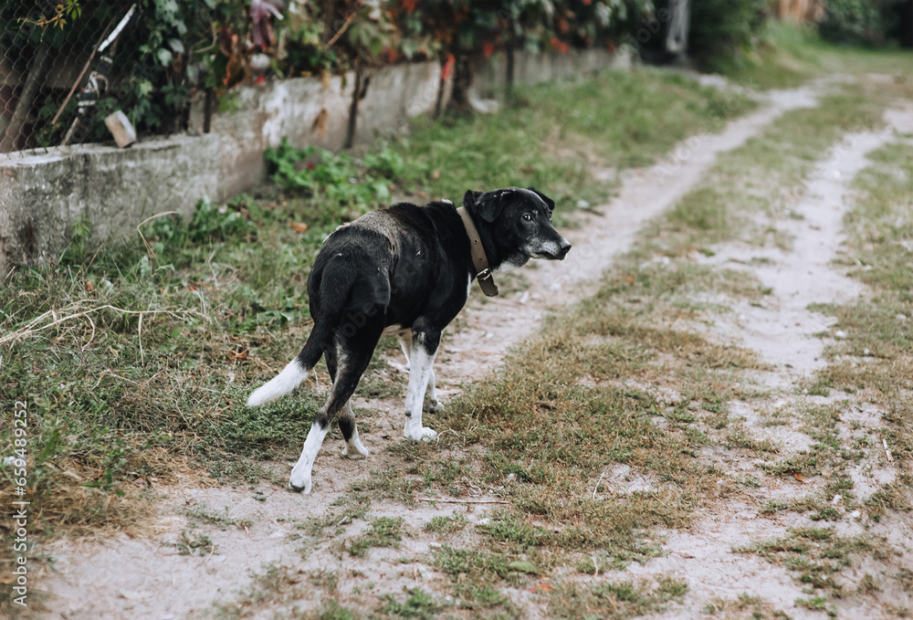 Portrait, photograph of an old black and white mongrel dog outdoors in the village. Portrait, photograph of an old black and white mongrel dog outdoors in the village.
