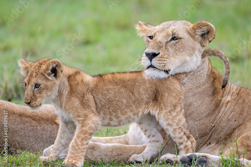Mother Lion with cub, Masai Mara, Kenya
