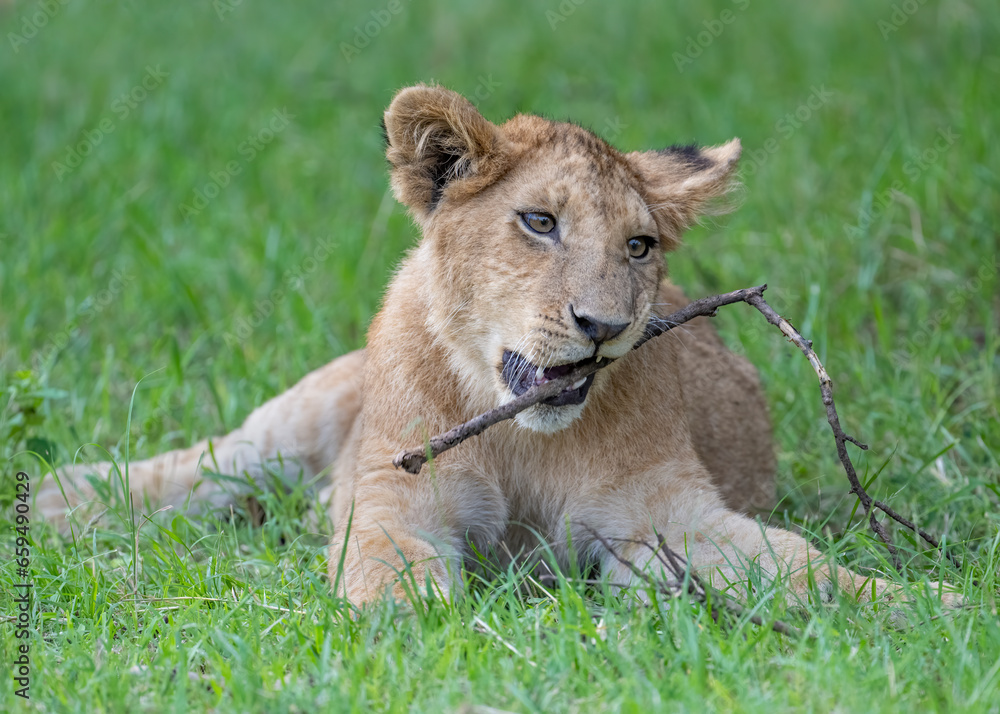 Young Lion chewing on a stick, Masai Mara, Kenya Young Lion chewing on a stick, Masai Mara, Kenya