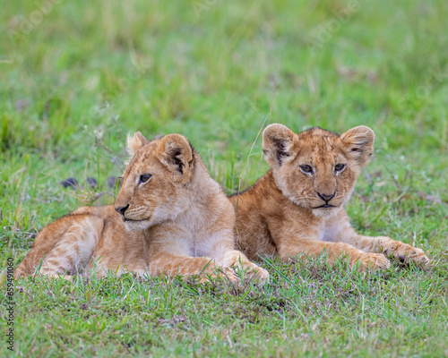 Lion cub, Masai Mara, Kenya © David McGowen