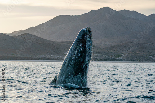 Wallpaper Mural grey whale breaching in baja california sur, mexico Torontodigital.ca