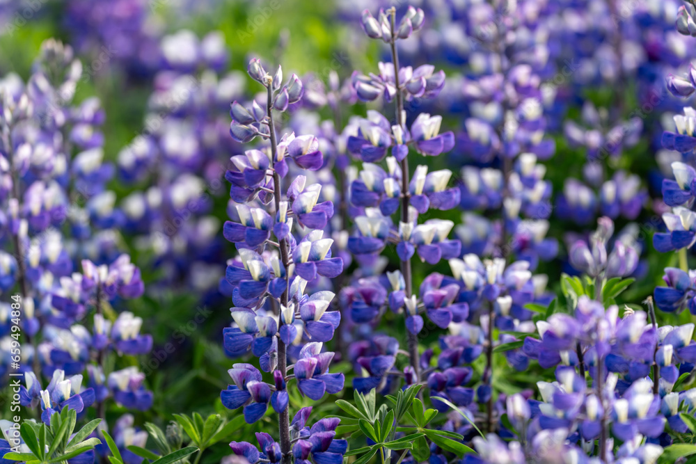 Beautiful purple lupine in the summer sunshine - Iceland Westfjords Beautiful purple lupine in the summer sunshine - Iceland Westfjords