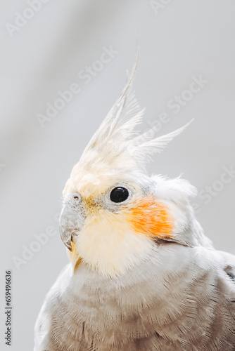 Portrait d'une petite perruche calopsitte ou nymphicus hollandicus