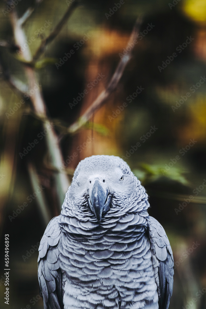 Fototapeta premium Portrait d'un magnifique perroquet gris du Gabon ou Psittacus erithacus