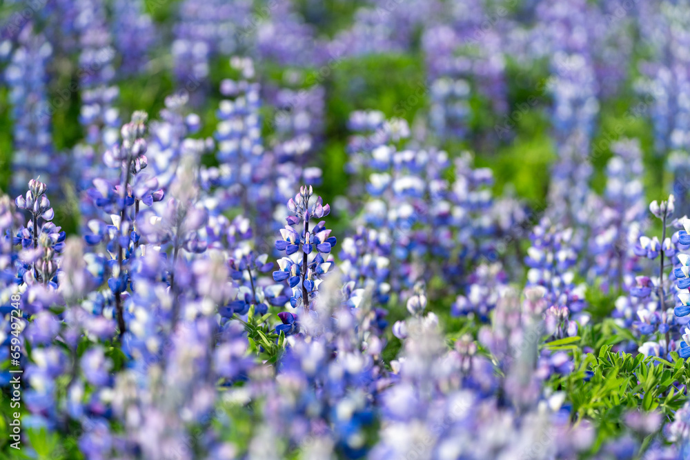 Beautiful purple lupine in the summer sunshine - Iceland Beautiful purple lupine in the summer sunshine - Iceland