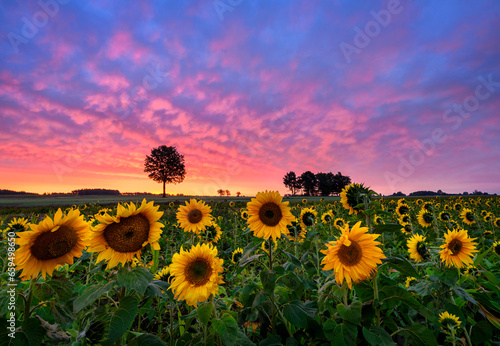 Fototapeta Naklejka Na Ścianę i Meble -  Beautiful sunset over sunflowers field