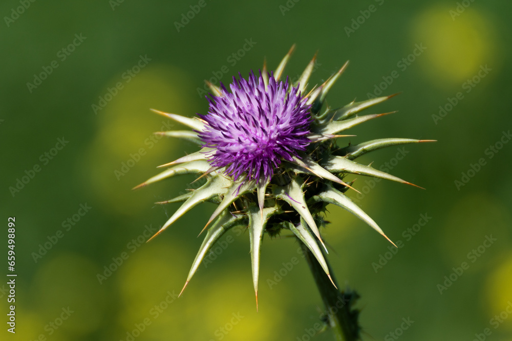 thistle flower in bloom thistle flower in bloom