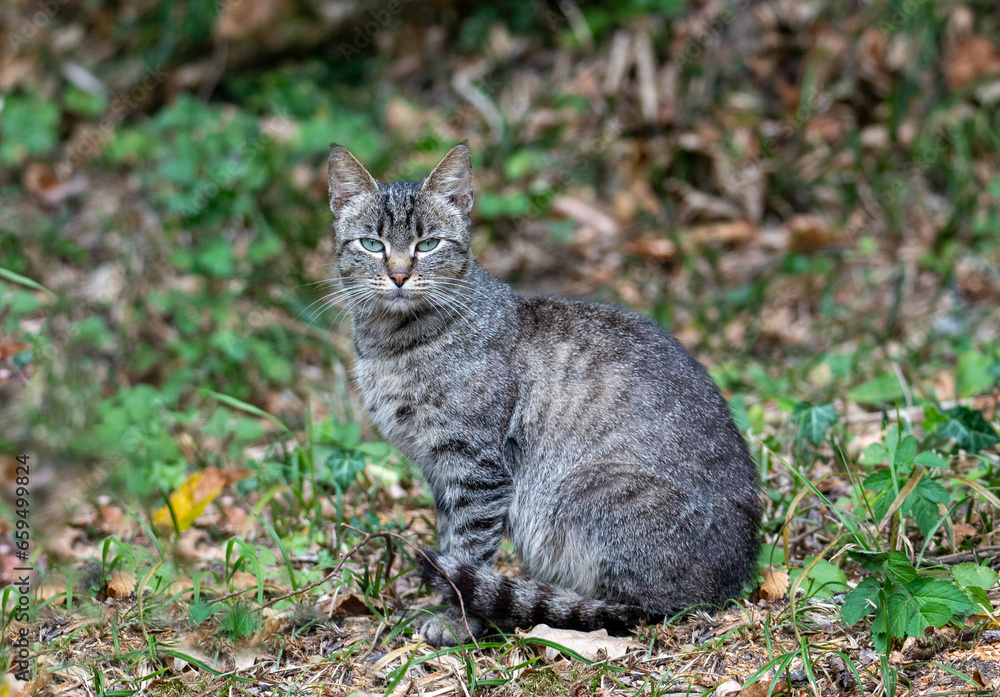A close-up with a young wild cat - Felis silvestris sitting on the ground in the forest