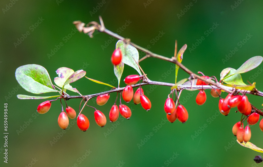 a close-up of red fruits of Berberis vulgaris on a branch