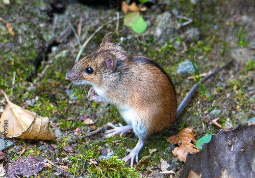 A close-up with a wood mouse - Apodemus sylvaticus sitting in two legs on the ground in its natural habitat