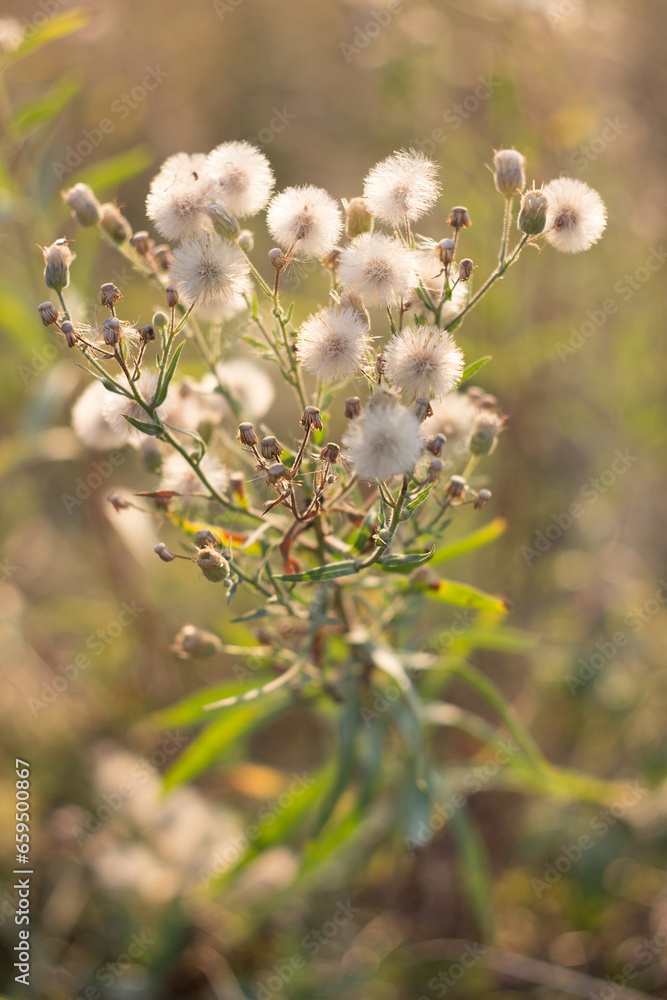 Fluffy stenactis annua in the meadow in sunset Fluffy stenactis annua in the meadow in sunset