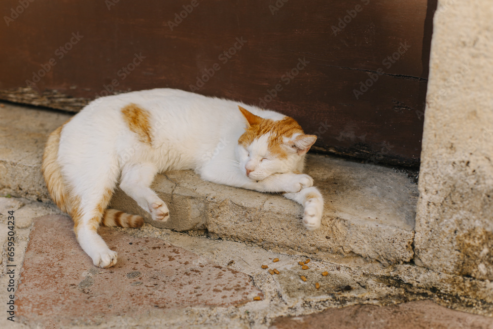 Cute white and red cat sleeping on a street of Kotor old town, Montenegro.