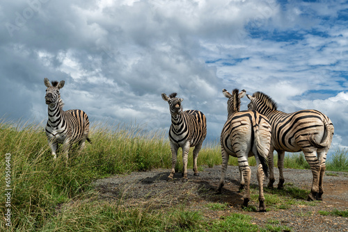 Zebra standing in the Hluhluwe Imfolozi Game Reserve with a cloudy sky in the green season in Kwa Zulu Natal in South Africa