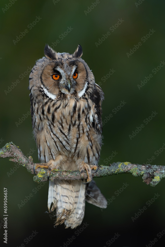 Beautiful long-eared owl (Asio otus) sitting on a branch in Gelderland in the Netherlands Beautiful long-eared owl (Asio otus) sitting on a branch in Gelderland in the Netherlands