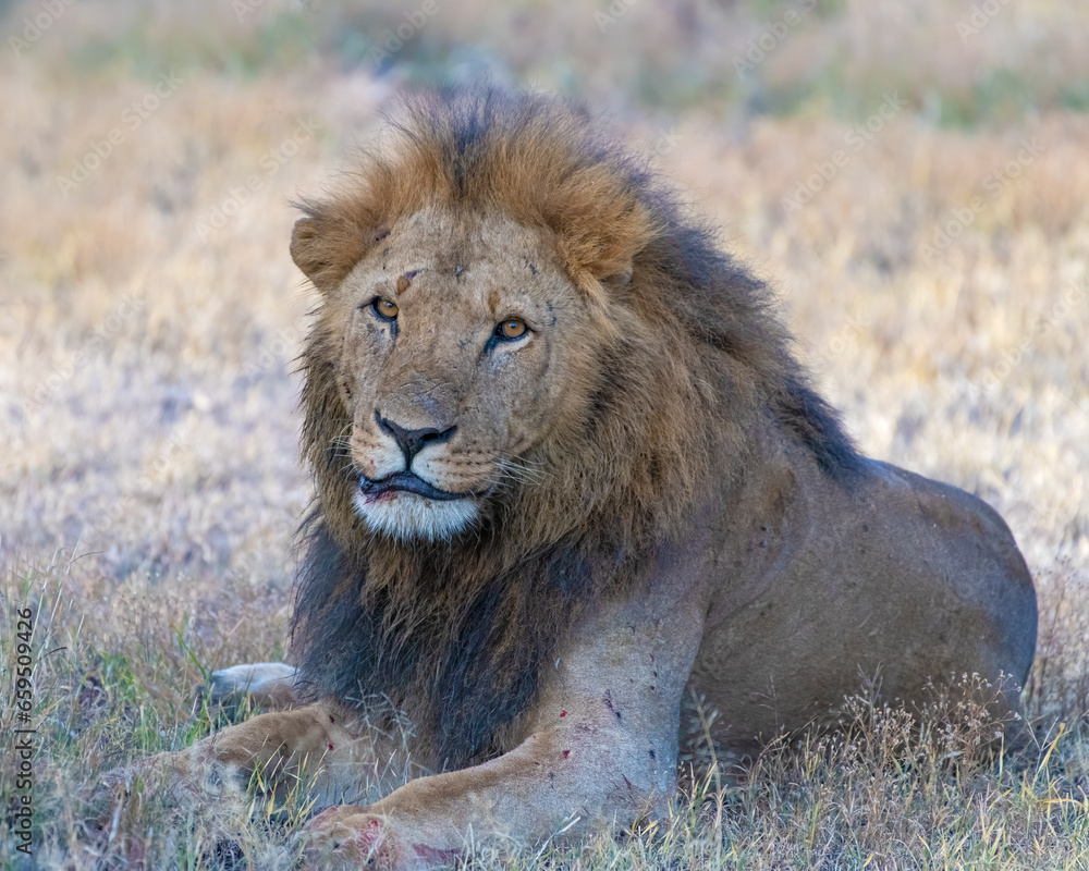 Male Lion, Masai Mara, Kenya