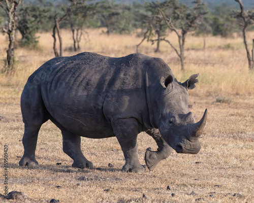 White Rhino  Masai Mara  Kenya