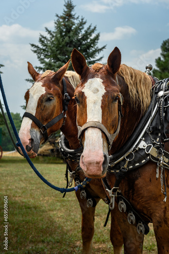 Draft Horses Tied to Trailer Look Out © hkuchera