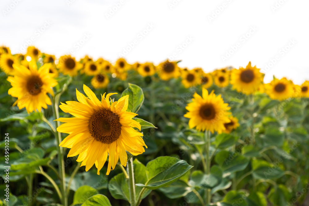 Große Sonnenblumen im Sommer auf einem Feld Große Sonnenblumen im Sommer auf einem Feld
