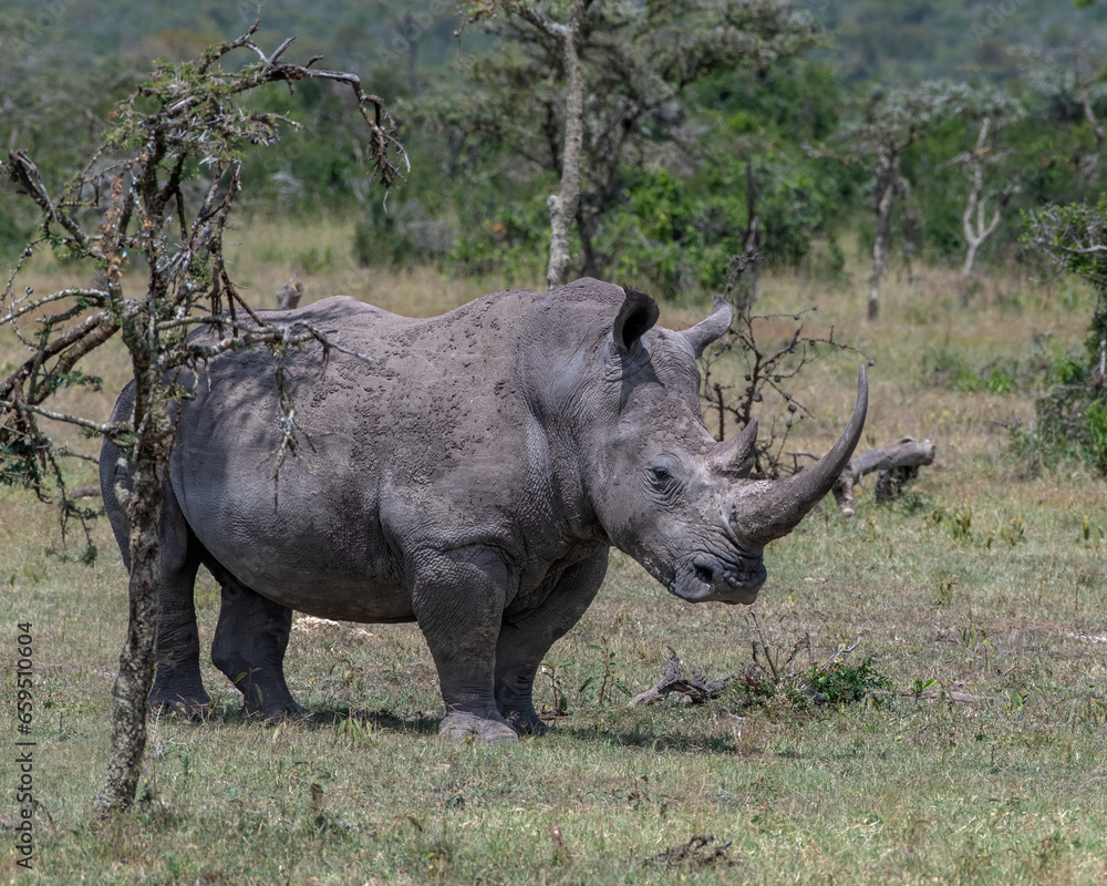 White Rhino, Masai Mara, Kenya White Rhino, Masai Mara, Kenya