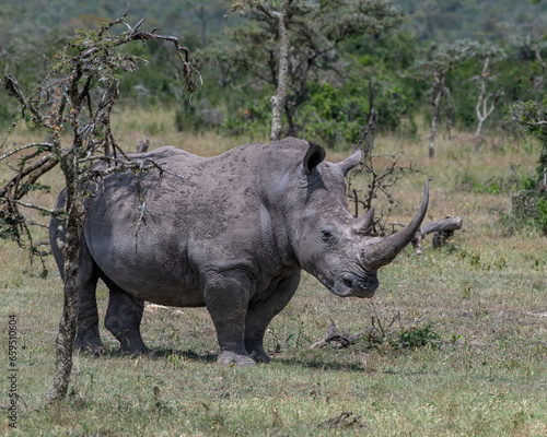 White Rhino  Masai Mara  Kenya