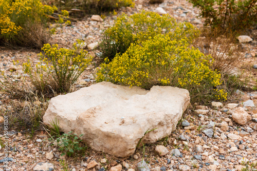 Photography desert landscape, red rocks with wild yellow flowers