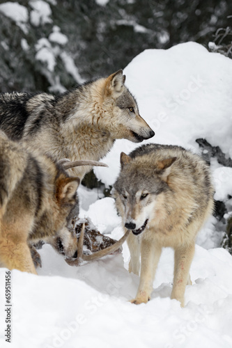 Grey Wolf  Canis lupus  Stands Next to Packmates Chewing on Deer Antlers Winter