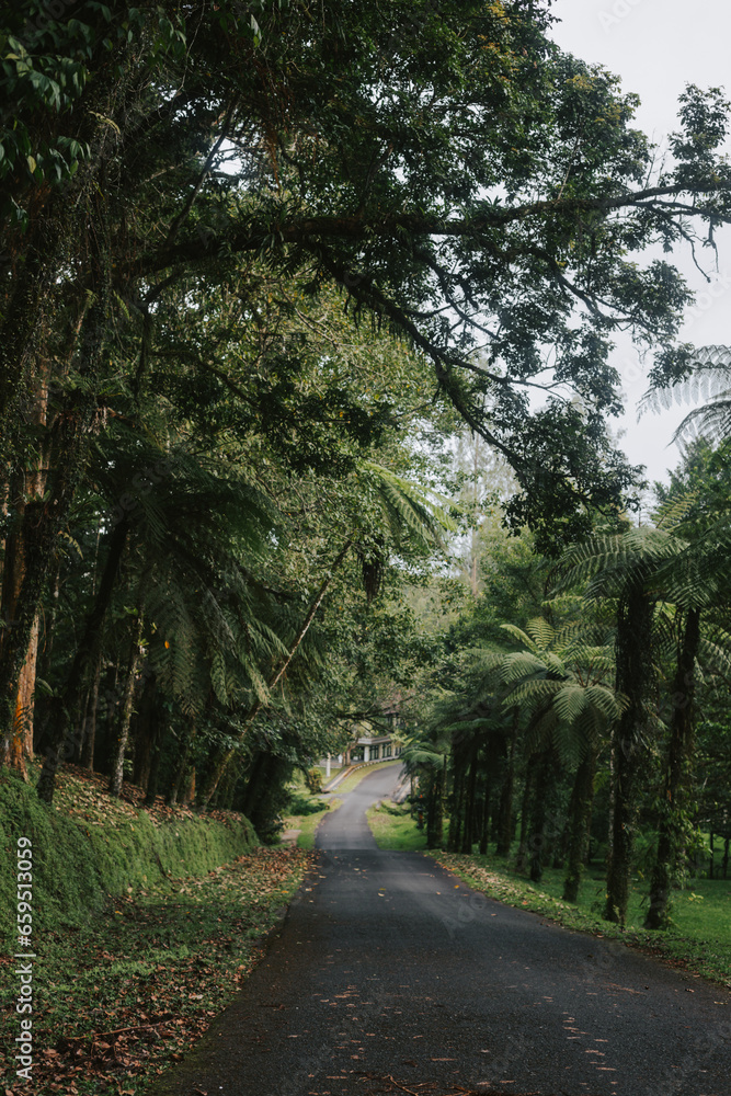 Fototapeta premium An empty road in the middle of a forest park
